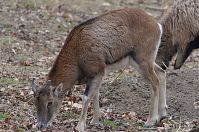 Ziegen-20120307-127.jpg