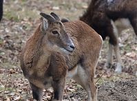 Ziegen-20120307-128.jpg