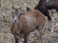 Ziegen-20120307-129.jpg