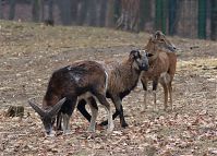 Ziegen-20120307-131.jpg