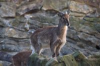 Ziegen-20140313-105.jpg