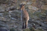Ziegen-20140313-106.jpg