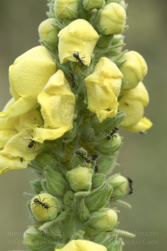 Berlin. Ameisen (Formicidae) melken Blattläuse (Aphidoidea) auf einer Königskerze (Verbascum).
30. 7. 2010. Berlin. Mitte. Wedding. Park Rehberge. Fauna. Tiere. Insekten. Ameisen (Formicidae) melken Blattläuse (Aphidoidea) auf einer Königskerze (Verbascum).
Schlüsselwörter: Ameisen;Aphidoidea;Berlin;Blattläuse;Fauna;Formicidae;Insekten;Königskerze;Tiere;2010;Verbascum