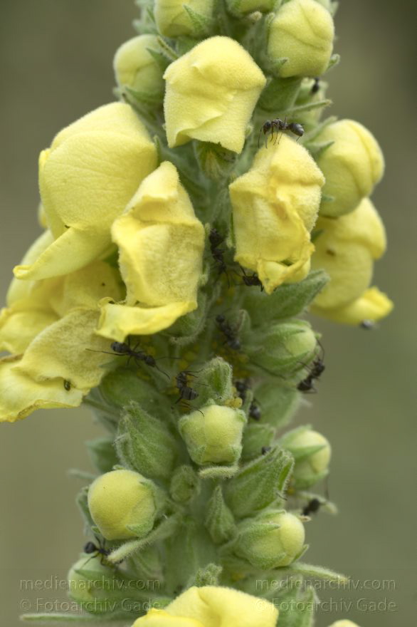 Berlin. Ameisen (Formicidae) melken Blattläuse (Aphidoidea) auf einer Königskerze (Verbascum).
30. 7. 2010. Berlin. Mitte. Wedding. Park Rehberge. Fauna. Tiere. Insekten. Ameisen (Formicidae) melken Blattläuse (Aphidoidea) auf einer Königskerze (Verbascum).
Schlüsselwörter: Ameisen;Aphidoidea;Berlin;Blattläuse;Fauna;Formicidae;Insekten;Königskerze;Tiere;2010;Verbascum