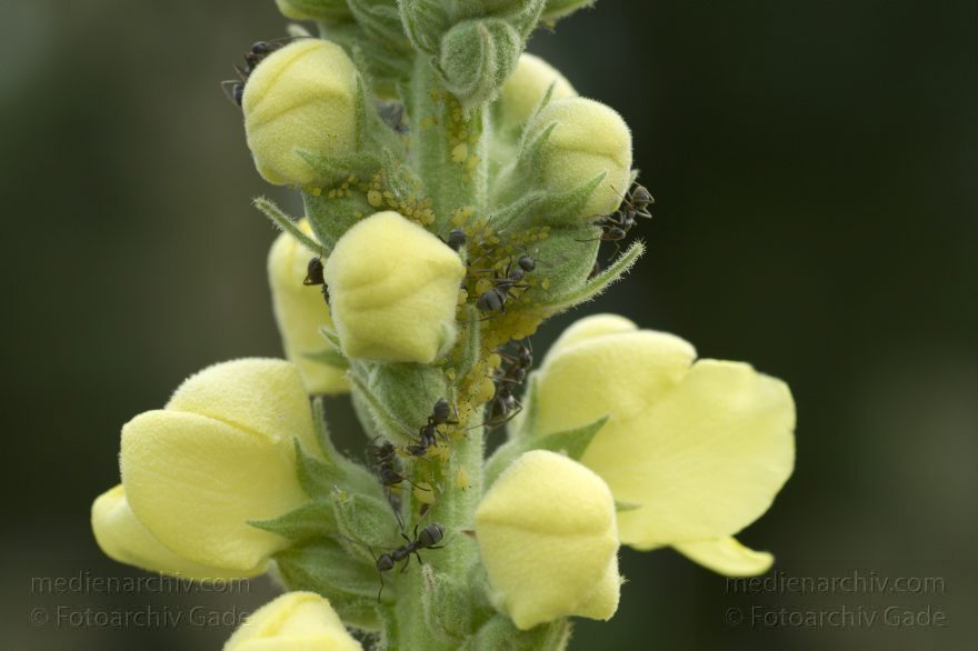 Berlin. Ameisen (Formicidae) melken Blattläuse (Aphidoidea) auf einer Königskerze (Verbascum).
30. 7. 2010. Berlin. Mitte. Wedding. Park Rehberge. Fauna. Tiere. Insekten. Ameisen (Formicidae) melken Blattläuse (Aphidoidea) auf einer Königskerze (Verbascum).
Schlüsselwörter: Ameisen;Aphidoidea;Berlin;Blattläuse;Fauna;Formicidae;Insekten;Königskerze;Tiere;2010;Verbascum