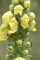 Insekten-Ameisen-20100730-10.jpg