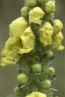Insekten-Ameisen-20100730-11.jpg