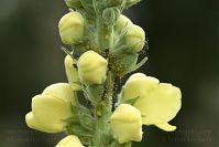 Insekten-Ameisen-20100730-14.jpg