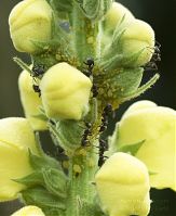 Insekten-Ameisen-20100730-15.jpg