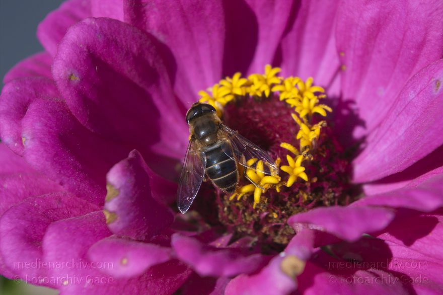Polen. Insel Wolin. Biene auf Blume. Blüten.
23. 9. 2005. Polen. Insel Wolin. Fauna. Tiere. Insekten. Biene auf Blume. Blüten.
Schlüsselwörter: 2011;Bienen;Blumen;Blüten;Fauna;Hummeln;Insekten;Polen;Tiere;2005;Wolin