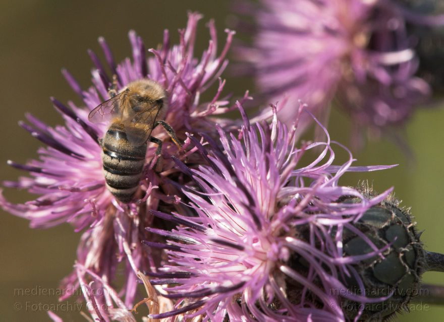 Mecklenburg-Vorpommern. Feldberger Seenlandschaft. Carwitz. Fauna Tiere. Insekten. Biene an einer Diestelblüte
8. 7. 2011. Mecklenburg-Vorpommern. Feldberger Seenlandschaft. Carwitz. Fauna Tiere. Insekten. Biene an einer Diestelblüte
Schlüsselwörter: Biene;Carwitz;Diestelblüte;Fauna;Feldberger-Seenlandschaft;Insekten;Mecklenburg-Vorpommern;2011;Tiere