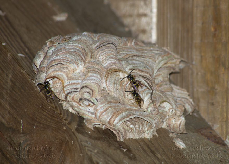 Brandenburg. Linum. Vogel. Nest der Beutelmeise.
17. 6. 2012. Brandenburg. Linum. Fauna Tiere. Insekten. Hornissennest.
Schlüsselwörter: Brandenburg;Fauna;Hornissennest;Insekten;Linum;Rhinluch;Ruppiner Land;2012;Tiere