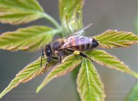 Insekt-Biene-20140418-311.jpg