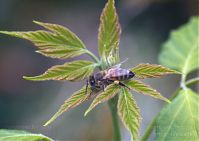 Insekt-Biene-20140418-312.jpg