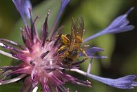 Insekten-Biene-20050622-18.jpg