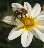 Insekten-Biene-20050925-292.jpg