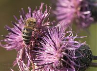 Insekten-Biene-20110708-37.jpg