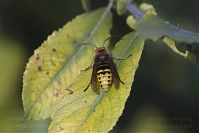 Dateiname=Insekten-Hornisse-20131002-210.jpg
Dateigröße=126KB
Abmessungen: 880x586
hinzugefügt am: 06. Januar 2016 Insekten-Hornisse-20131002-210.jpg