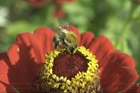 Insekten-Hummel-20050923-20.jpg