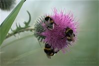 Dateiname=Insekten-Hummel-20090719-37.jpg
Dateigröße=119KB
Abmessungen: 880x587
hinzugefügt am: 06. Januar 2016 Insekten-Hummel-20090719-37.jpg