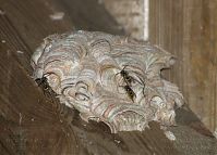 Insekten-Wespen-20120617-070.jpg