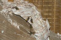 Insekten-Wespen-20120623-521.jpg
