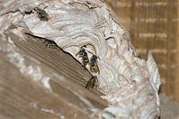 Insekten-Wespen-20120623-522.jpg