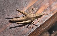 Dateiname=Insekten-Grashuepfer-20060816-28.jpg
Dateigröße=215KB
Abmessungen: 880x554
hinzugefügt am: 06. Januar 2016 Insekten-Grashuepfer-20060816-28.jpg