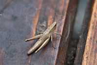 Dateiname=Insekten-Grashuepfer-20060816-29.jpg
Dateigröße=151KB
Abmessungen: 880x586
hinzugefügt am: 06. Januar 2016 Insekten-Grashuepfer-20060816-29.jpg