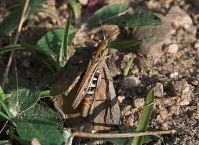 Dateiname=Insekten-Grashuepfer-20100907-38.jpg
Dateigröße=231KB
Abmessungen: 880x638
hinzugefügt am: 06. Januar 2016 Insekten-Grashuepfer-20100907-38.jpg