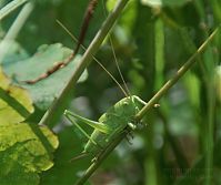 Insekten-Heuschrecke-20090621-30a.jpg