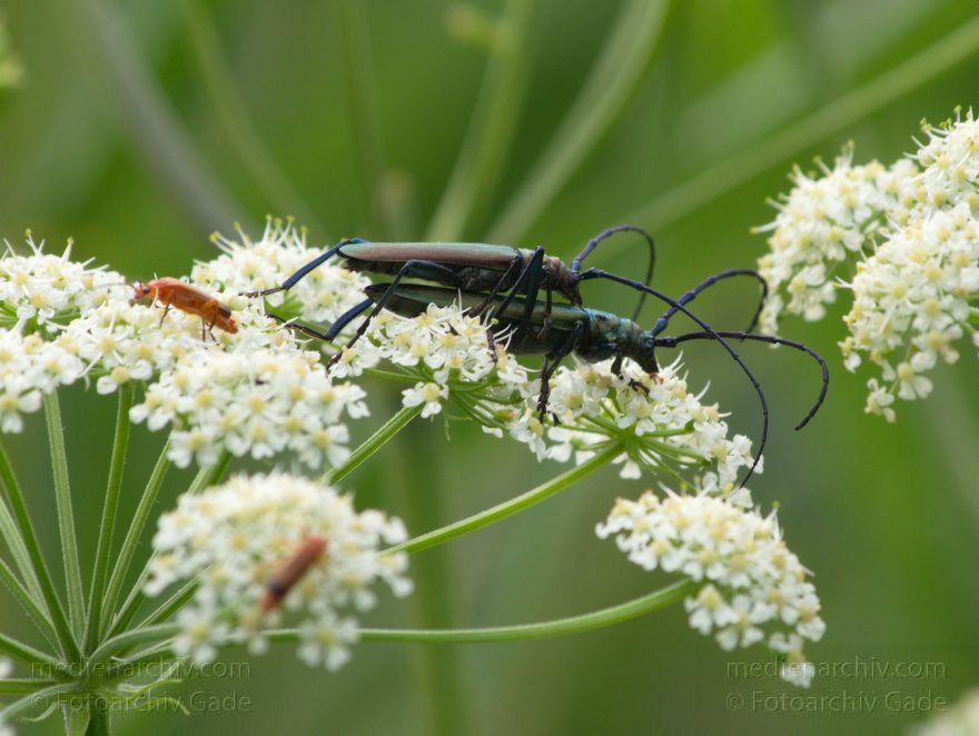 Brandenburg. Linum. Insekten. Bockkäfer (Cerambycidae) Käfer (Coleoptera). Paarung auf der Wilde-Engelwurz (Angelica silvestris)
28. 7. Brandenburg. Linum. Fauna. Tiere. Insekten. Bockkäfer (Cerambycidae) Käfer (Coleoptera). Paarung auf der Wilde-Engelwurz (Angelica silvestris)
Schlüsselwörter: Angelica silvestris;Angelika;Bockkäfer;Brandenburg;Cerambycidae;Coleoptera;Engelwurz;Fauna;Insekten;Käfer;Linum;2012;Tiere