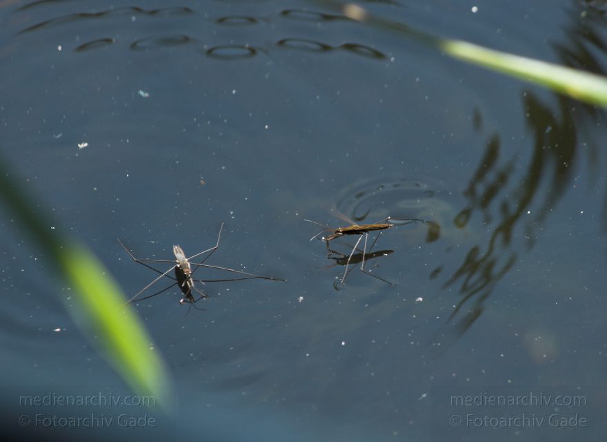 Mecklenburg-Vorpommern. Feldberger Seenlandschaft. Carwitz. Fauna - Tiere. Insekten. Wasserläufer. Wanze
6. 7. 2011. Mecklenburg-Vorpommern. Feldberger Seenlandschaft. Carwitz. Fauna. Tiere. Insekten. Wasserläufer. Wanze. Carwitzer See
Schlüsselwörter: Carwitz;Fauna;Feldberger-Seenlandschaft;Insekten;Mecklenburg-Vorpommern;Tiere;Wanzen;2011;Wasserläufer
