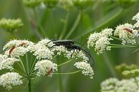 Insekten-Bockkaefer-20120728-67.jpg
