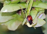 Insekten-Kaefer-200406-11.jpg