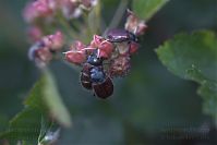 Dateiname=Insekten-Kaefer-20050620-10.jpg
Dateigröße=90KB
Abmessungen: 880x586
hinzugefügt am: 06. Januar 2016 Insekten-Kaefer-20050620-10.jpg