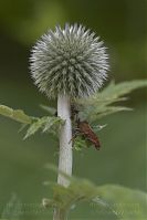 Dateiname=Insekten-Kaefer-20050620-67.jpg
Dateigröße=108KB
Abmessungen: 586x880
hinzugefügt am: 06. Januar 2016 Insekten-Kaefer-20050620-67.jpg
