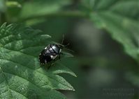 Dateiname=Insekten-Kaefer-20090531-24.jpg
Dateigröße=117KB
Abmessungen: 880x633
hinzugefügt am: 06. Januar 2016 Insekten-Kaefer-20090531-24.jpg
