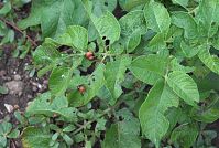 Dateiname=Insekten-Kartoffelkaefer-20070622-10.jpg
Dateigröße=258KB
Abmessungen: 880x591
hinzugefügt am: 06. Januar 2016 Insekten-Kartoffelkaefer-20070622-10.jpg