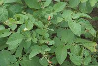 Dateiname=Insekten-Kartoffelkaefer-20070622-11.jpg
Dateigröße=221KB
Abmessungen: 880x591
hinzugefügt am: 06. Januar 2016 Insekten-Kartoffelkaefer-20070622-11.jpg