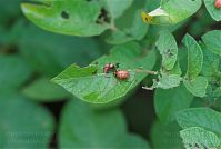 Dateiname=Insekten-Kartoffelkaefer-20070624-12.jpg
Dateigröße=136KB
Abmessungen: 880x591
hinzugefügt am: 06. Januar 2016 Insekten-Kartoffelkaefer-20070624-12.jpg