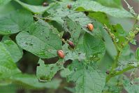 Dateiname=Insekten-Kartoffelkaefer-20070624-13.jpg
Dateigröße=183KB
Abmessungen: 880x591
hinzugefügt am: 06. Januar 2016 Insekten-Kartoffelkaefer-20070624-13.jpg