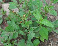 Insekten-Kartoffelkaefer-20070624-15.jpg