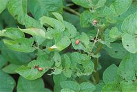Insekten-Kartoffelkaefer-20070624-261.jpg