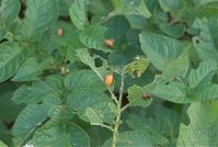 Insekten-Kartoffelkaefer-20070626-10.jpg