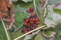 Insekten-Wanze-20050814-42.jpg