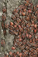 Insekten-Wanze-20100919-10.jpg