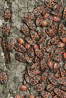 Insekten-Wanze-20100919-11.jpg