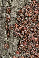 Insekten-Wanze-20100919-12.jpg