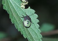 Insekten-Wanze-20101001-37.jpg